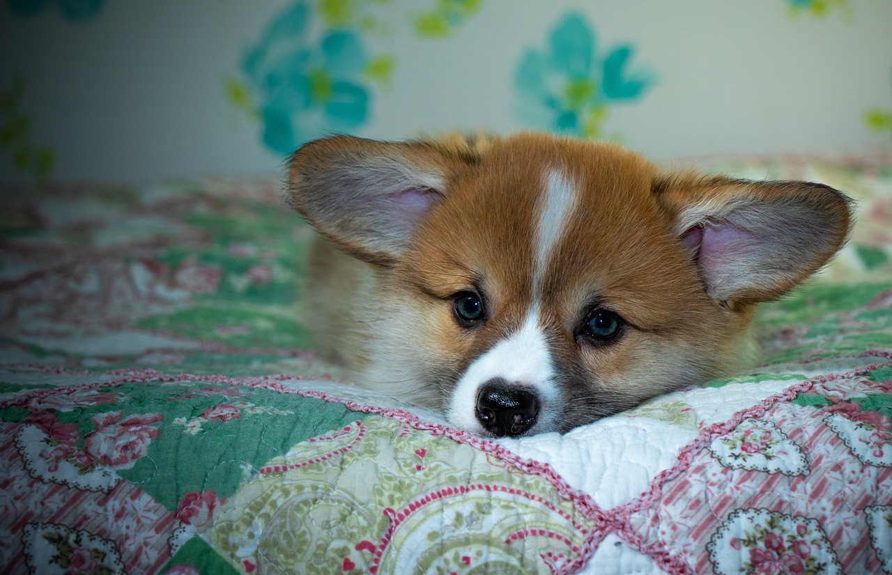 How to Access Reddybook: Complete Guide to Reddybook Login, 99exch ID & 99exch Login